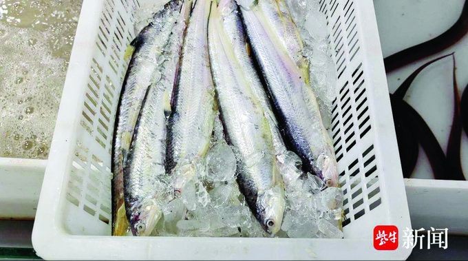 海刀魚一斤多少2025
