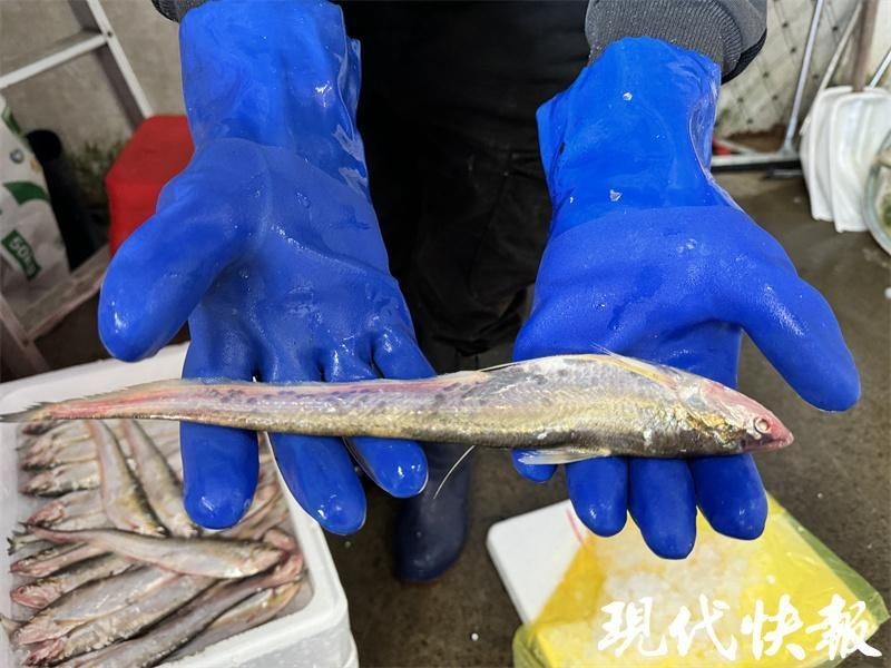 海刀魚一斤多少2025