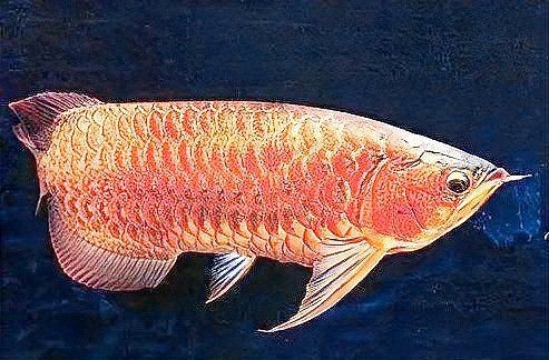 家里養紅龍魚有什么寓意