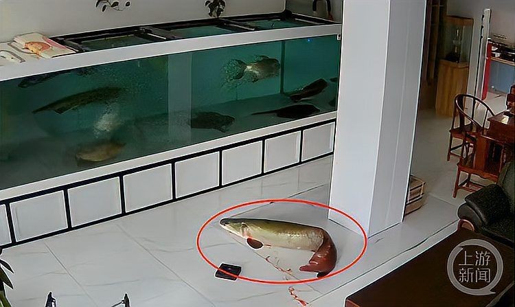 巨骨舌魚會攻擊人嗎