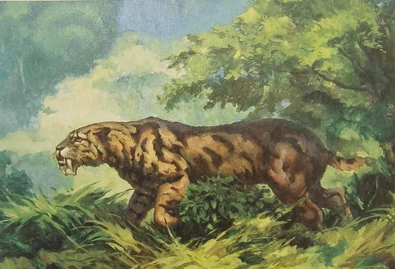 劍齒虎吃人嗎 劍齒虎吃人嗎 全國水族館企業名錄 第7張
