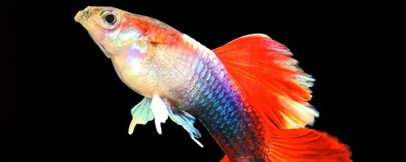 孔雀魚一到晚上關燈后就死