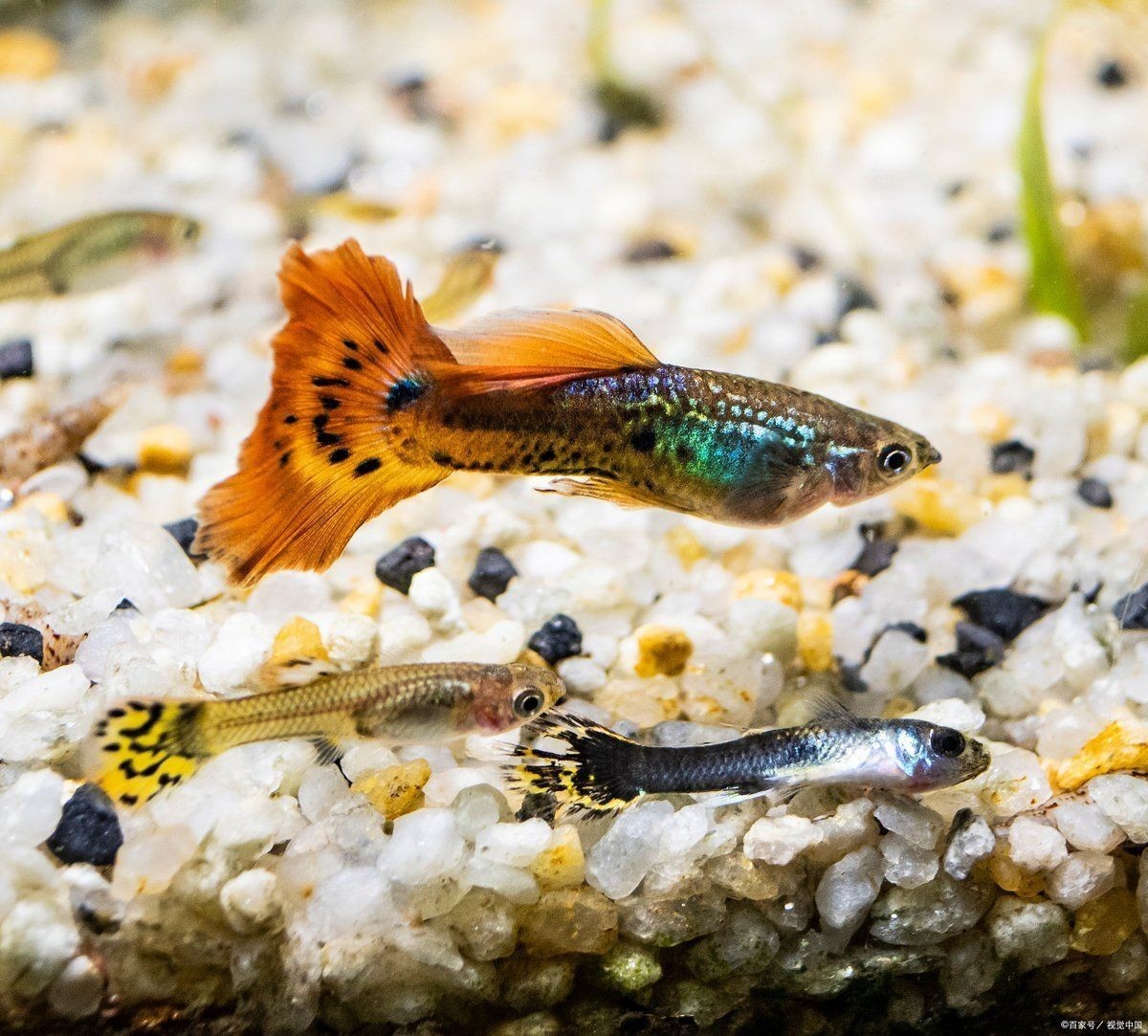 孔雀魚一到晚上關燈后就死