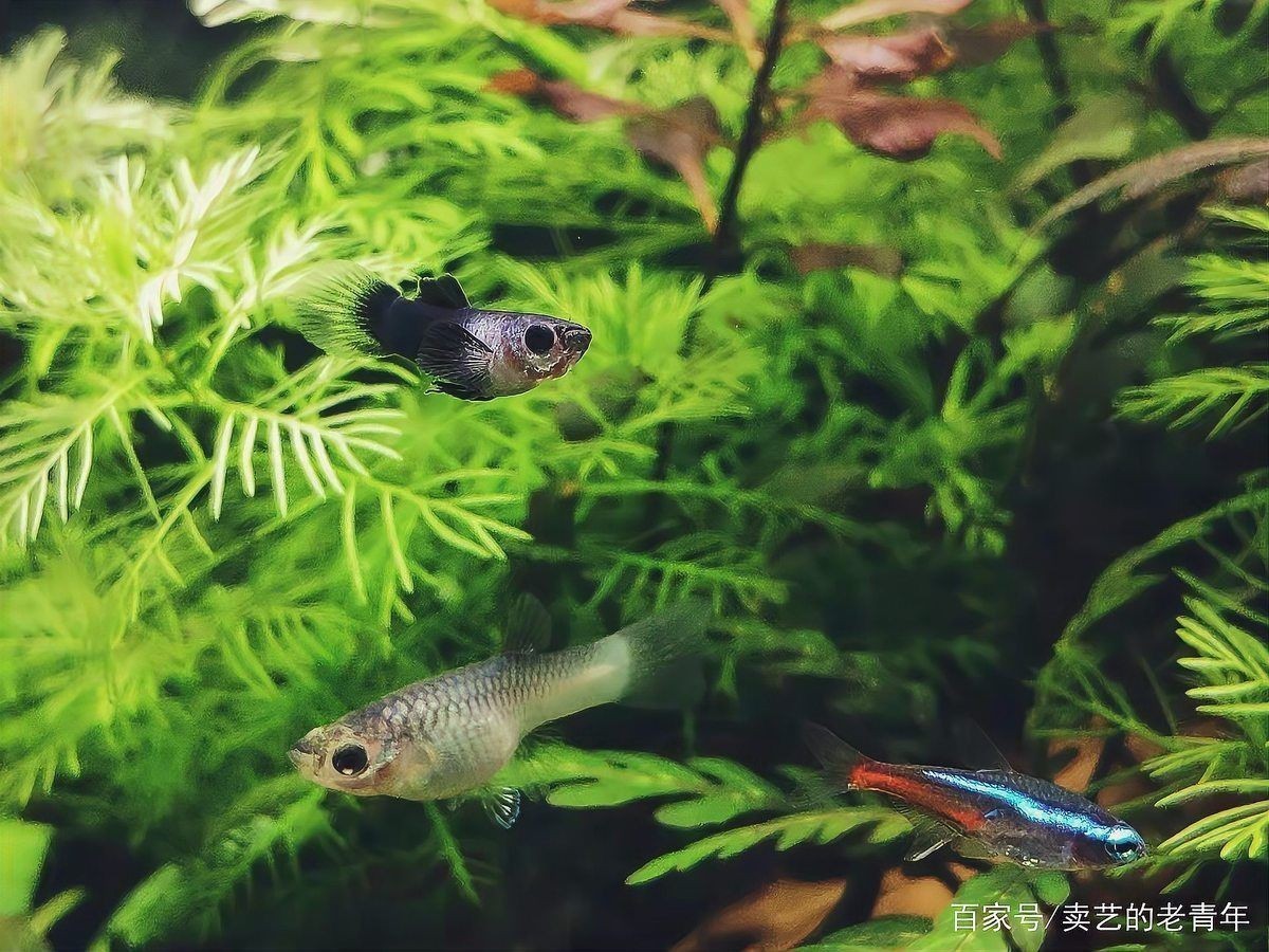 孔雀魚一到晚上關燈后就死