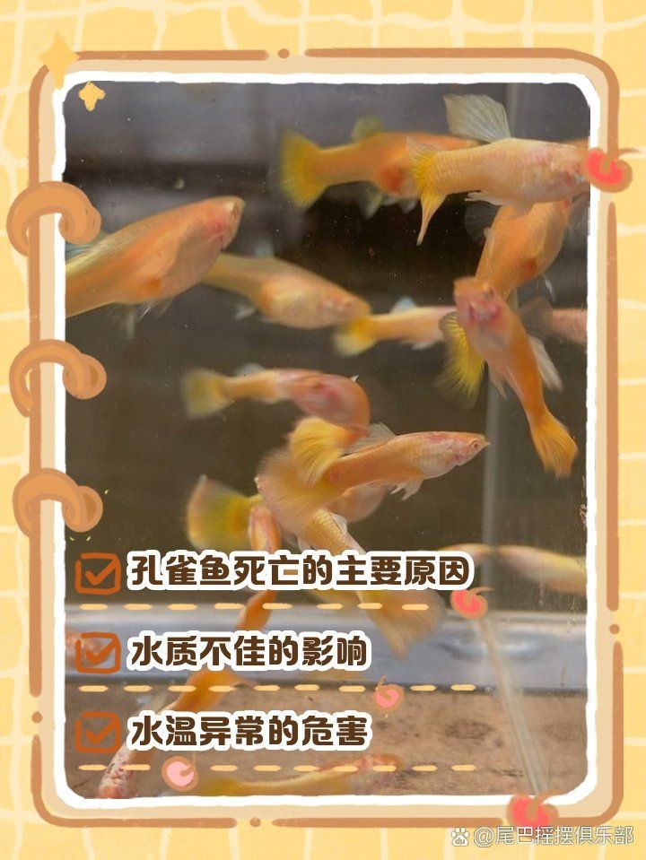 孔雀魚一到晚上關燈后就死