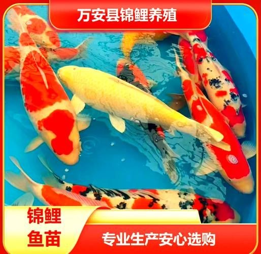 十大名貴錦鯉圖片