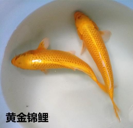 十大名貴錦鯉圖片