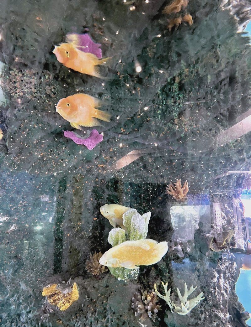 南京水族店