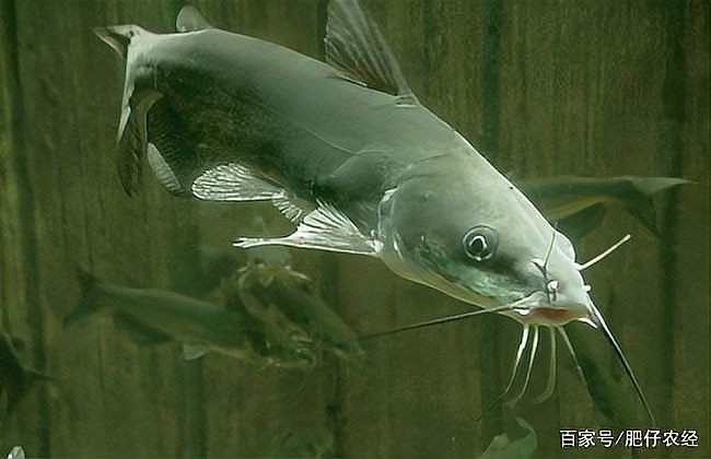 幾根胡須的鯰魚最好 幾根胡須的鯰魚最好 全國水族館企業(yè)名錄 第15張
