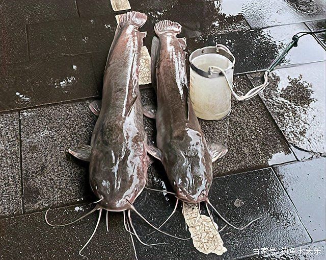 幾根胡須的鯰魚最好 幾根胡須的鯰魚最好 全國水族館企業(yè)名錄 第7張