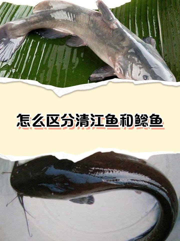 幾根胡須的鯰魚最好 幾根胡須的鯰魚最好 全國水族館企業(yè)名錄 第5張