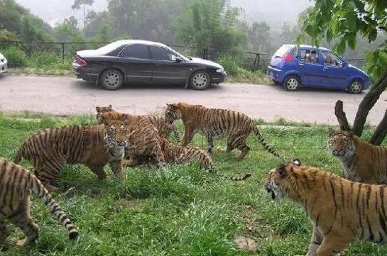 開車能逃過老虎嗎