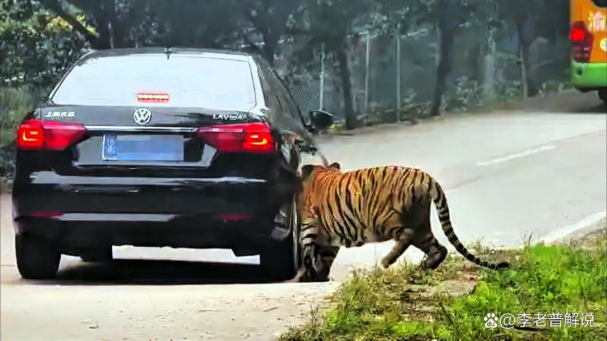 開車能逃過老虎嗎