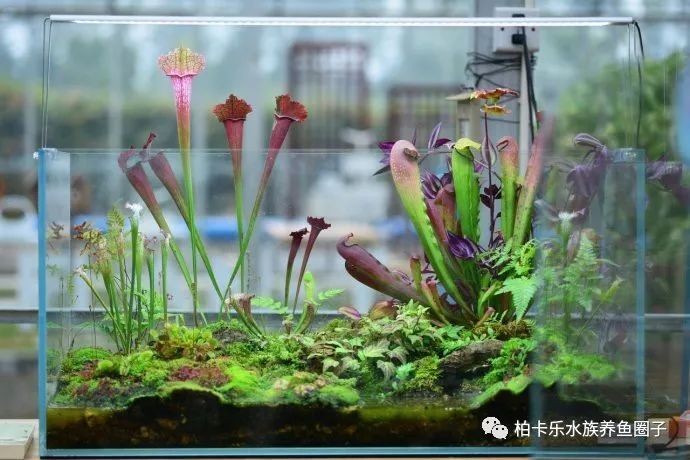 舊魚缸改造100種方法