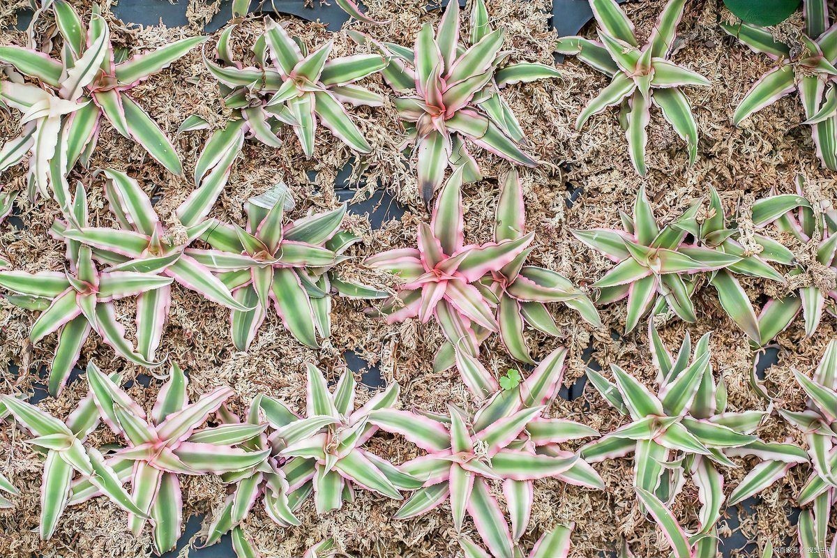 舊魚缸改造100種方法