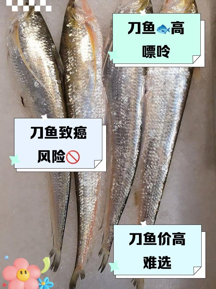 海刀魚為何不建議吃