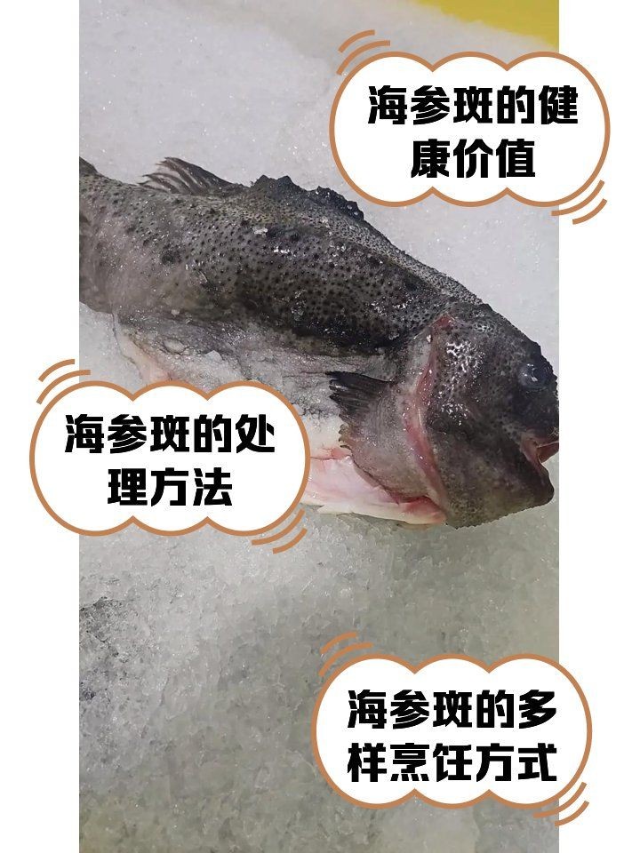 海參斑魚為什么不建議吃