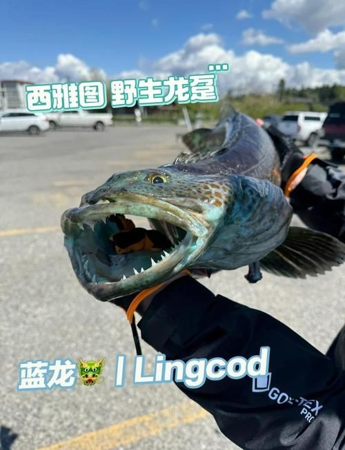 廣西藍(lán)龍一條真實(shí)圖片