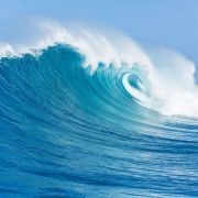 2～3cm金龍魚魚苗