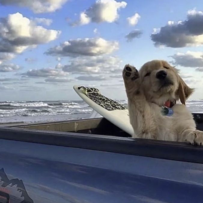 2～3cm金龍魚魚苗