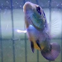 2～3cm金龍魚魚苗