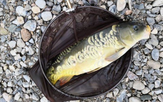 建鯉是鯉魚還是鯉魚