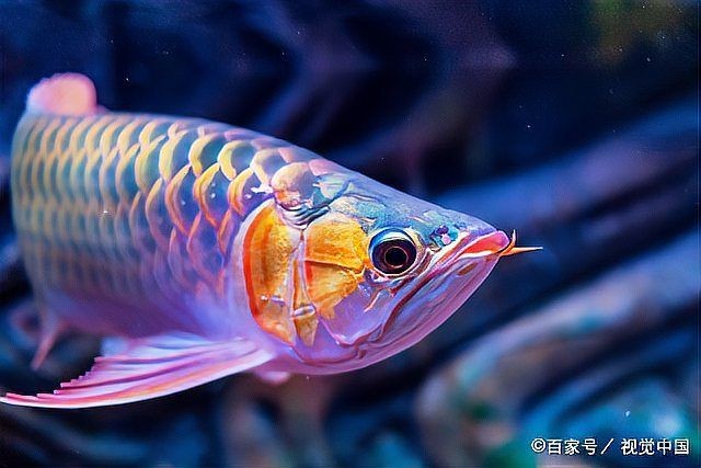 怎樣判斷龍魚(yú)已經(jīng)干凈了