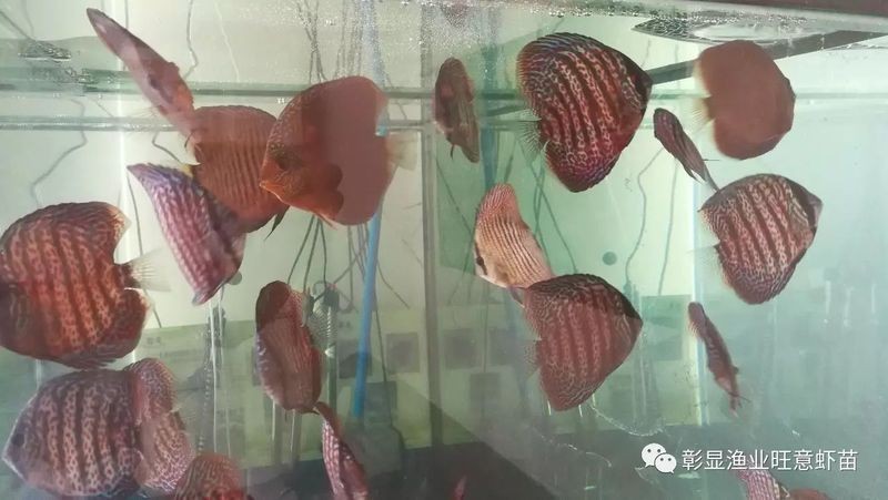 河里的七彩魚叫什么名字