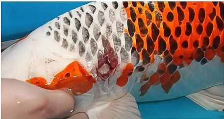 怎么判斷魚得了腸炎