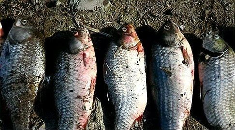 怎么判斷魚得了腸炎
