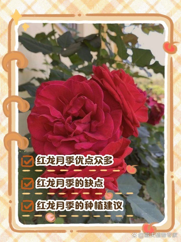 紅龍最不建議養(yǎng)的月季品種