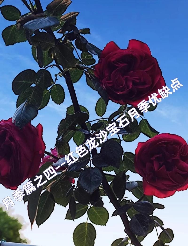 紅龍最不建議養(yǎng)的月季品種