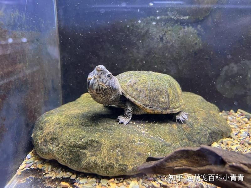 巨頭蛋龜和虎紋蛋龜