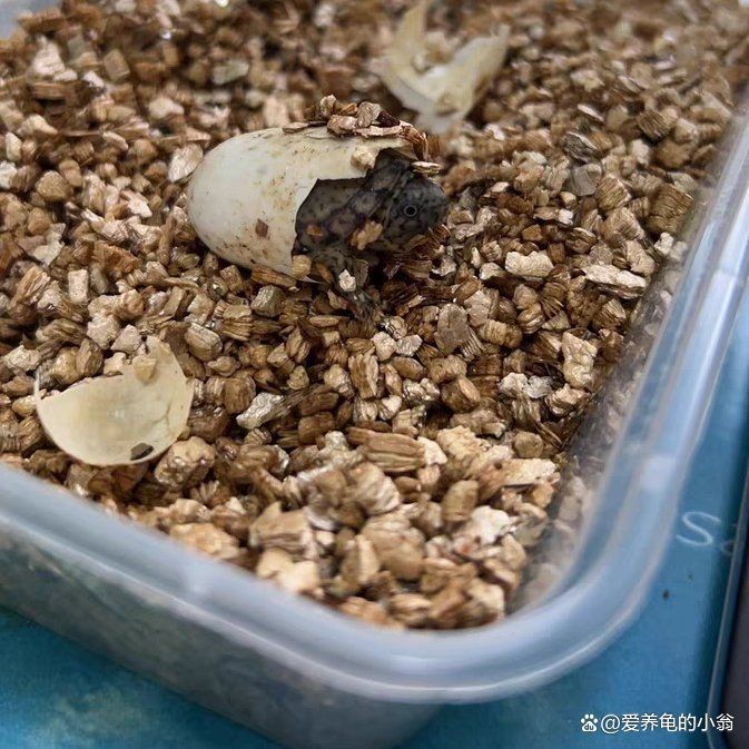 巨頭蛋龜和虎紋蛋龜