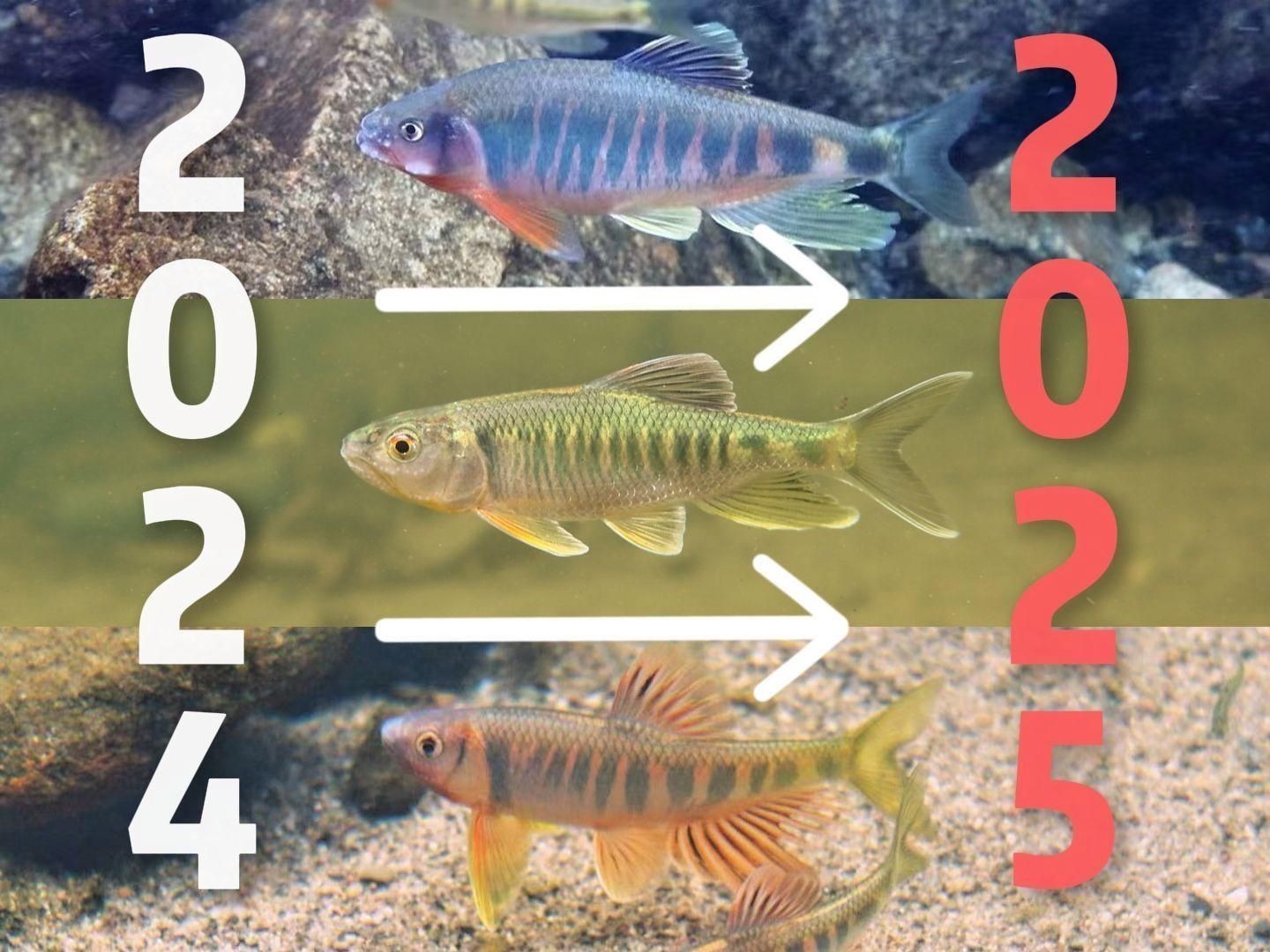 廣東最出名10種淡水魚