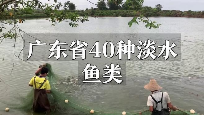廣東最出名10種淡水魚
