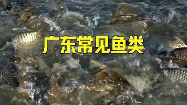 廣東最出名10種淡水魚