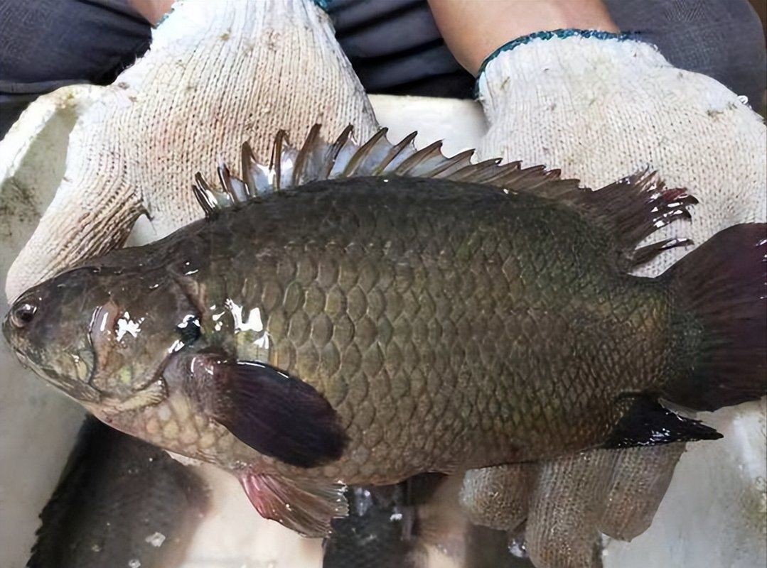 廣東最出名10種淡水魚
