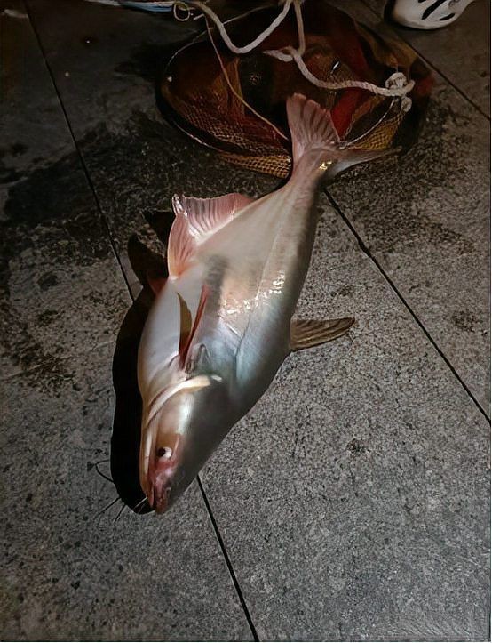 既像鯰魚又像鯊魚的魚