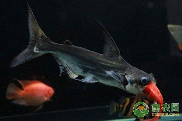 既像鯰魚又像鯊魚的魚