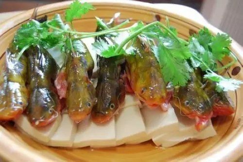 既像鯰魚又像鯊魚的魚