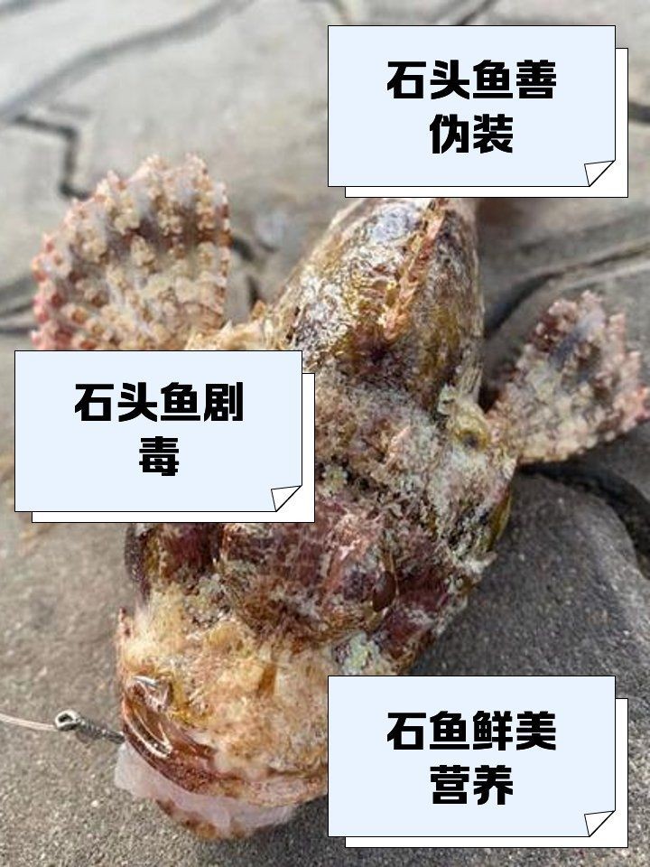 河里石頭魚