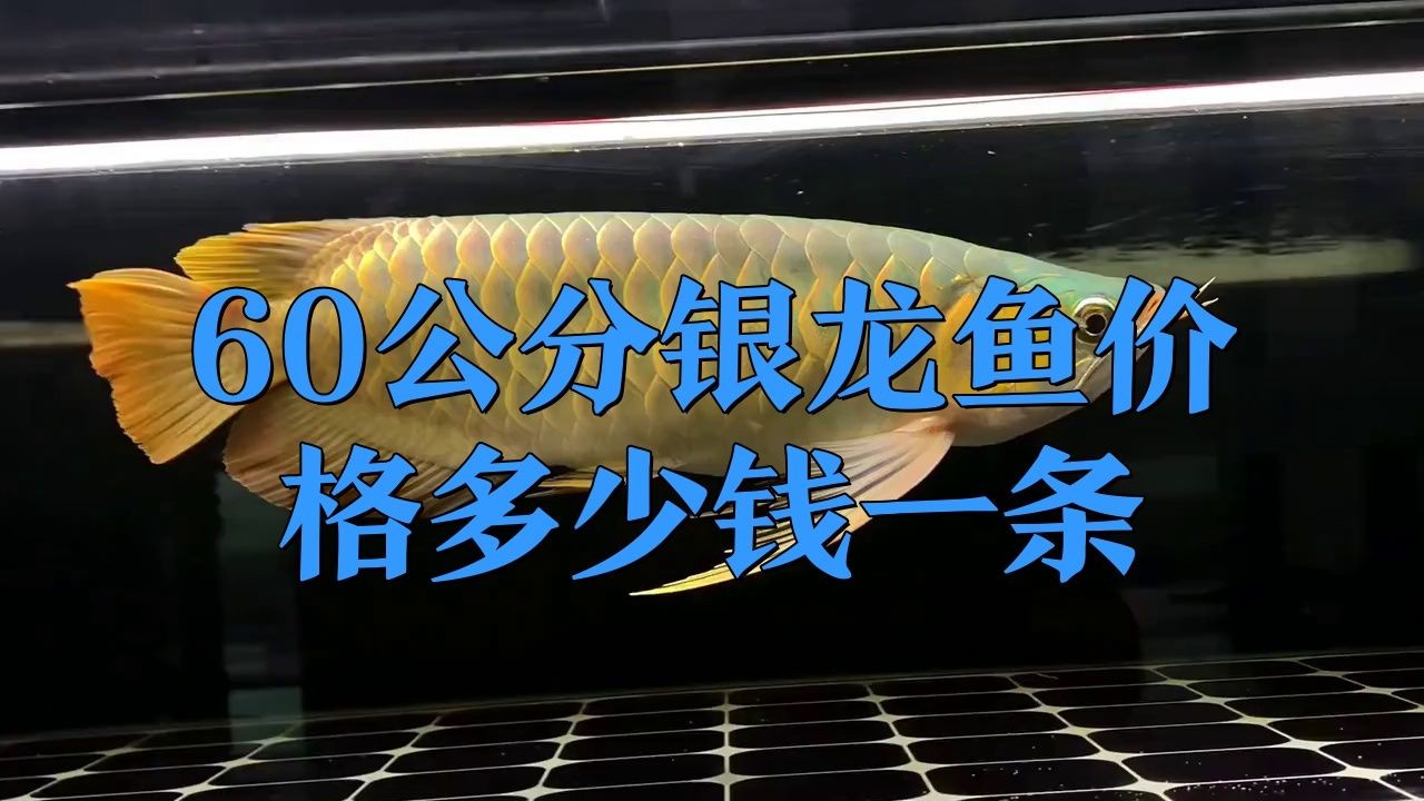 60公分的銀龍魚多少錢