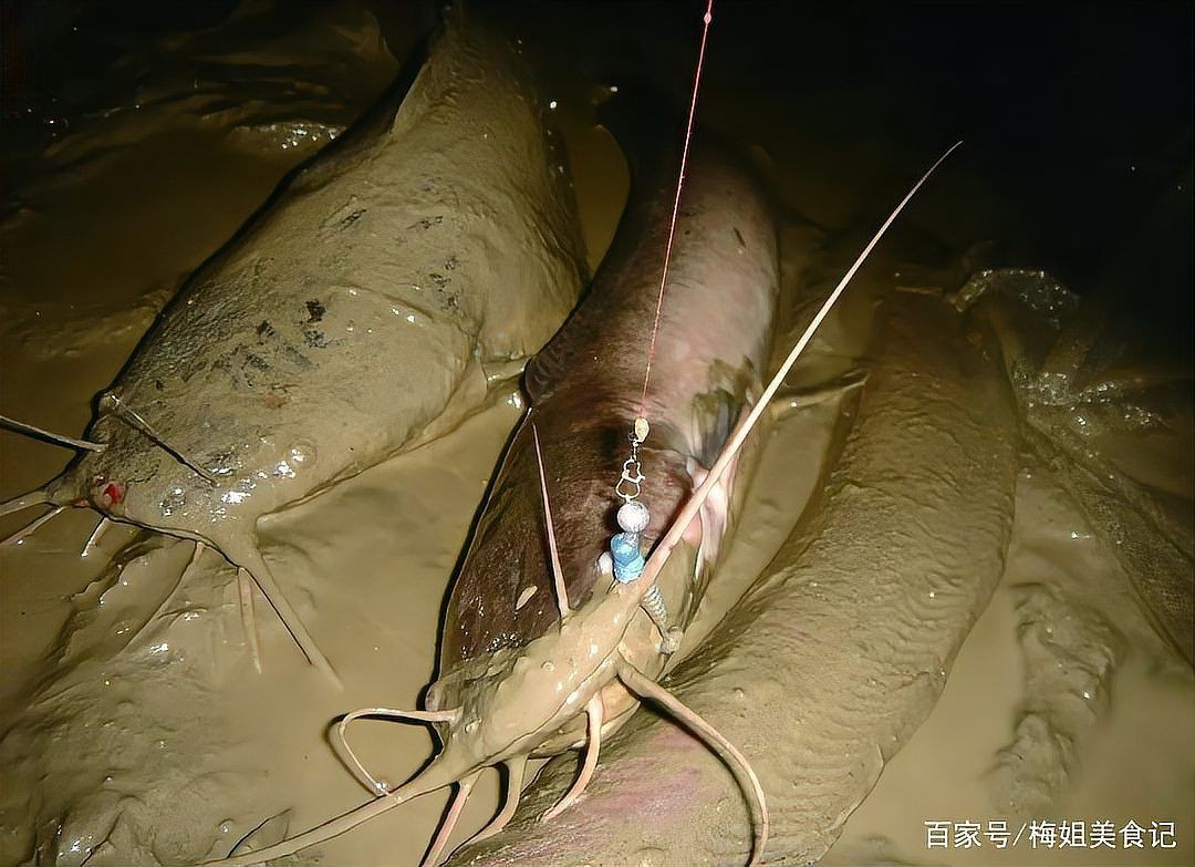 河里的埃及魚能吃嗎
