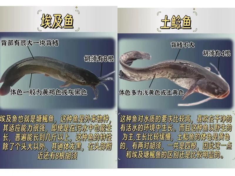 河里的埃及魚能吃嗎