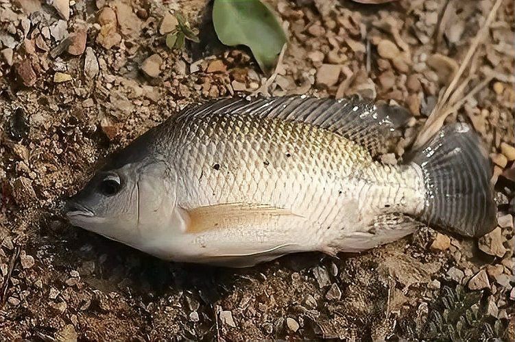 河里的埃及魚能吃嗎