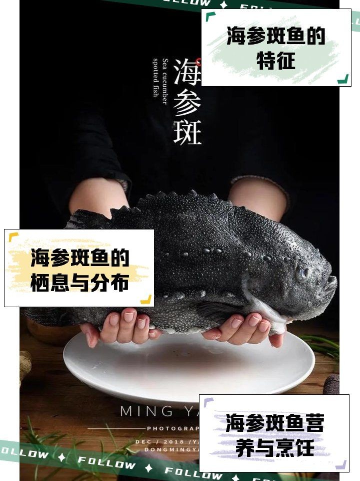 海參斑魚