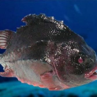 海參斑魚