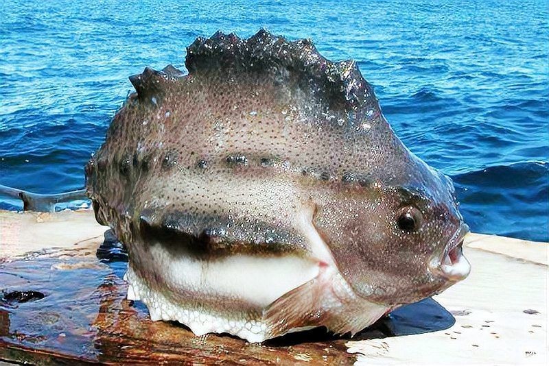 海參斑魚