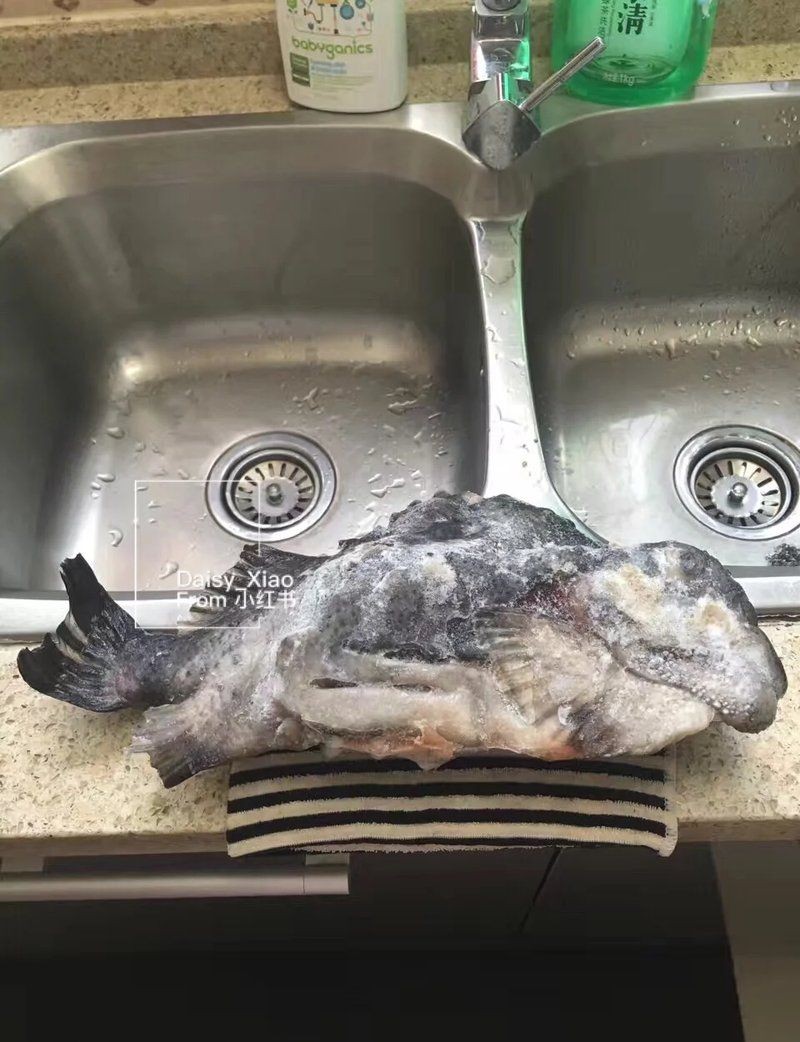 海參斑魚